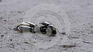 Stag Beetle Deer Pushes a Crushed Dead Beetle along the Ground