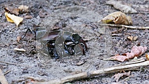 Stag Beetle Deer Pushes a Crushed Dead Beetle along the Ground