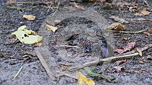 Stag Beetle Deer Pushes a Crushed Dead Beetle along the Ground