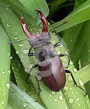 Stag beetle