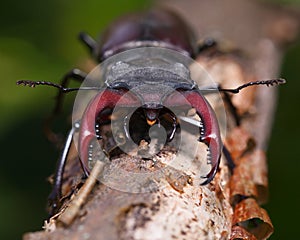 Stag beetle en face