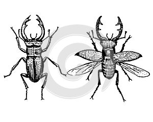 Stag beetle engraved vintage hand drawn in scratchboard style