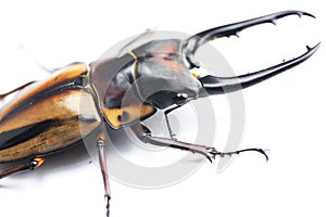 Stag-beetle eye(Prosopocoilus fabricei takakuwai ) photo