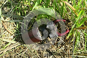 Stag beetle on grass, closeup