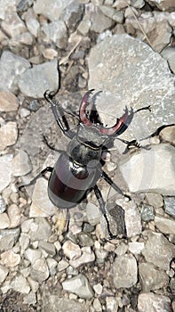 Stag Beetle on grey Background