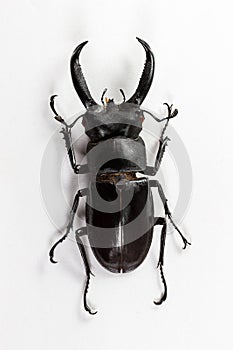 Stag Beetle (Hexarthrius nigritus) Top view
