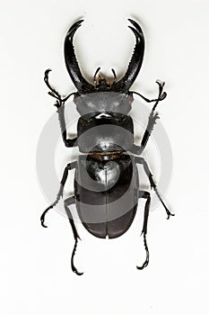 Stag Beetle (Hexarthrius nigritus)