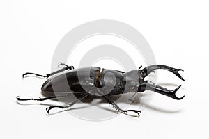 Stag Beetle (Hexarthrius nigritus)
