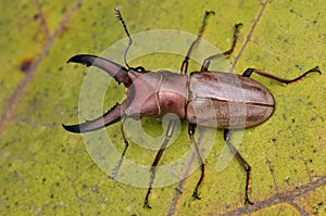 Stag Beetle