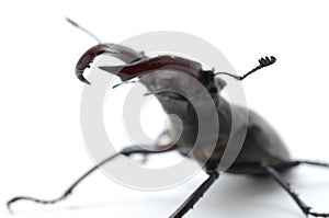 Stag beetle isolated on white