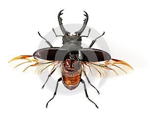 Stag beetle