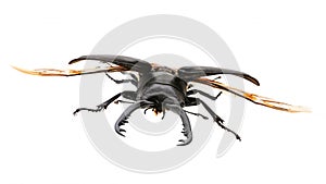 Stag beetle