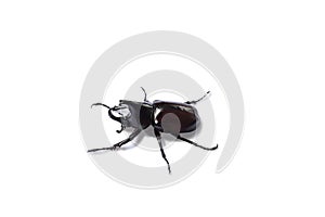 Stag beetle isolated on white background - clipping path
