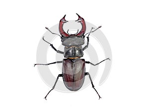 Stag beetle isolated on white.close-up view from the top