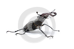 Stag beetle isolated on white, side view
