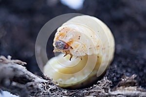 Stag beetle larva