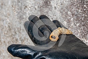 Stag beetle larva at pupal stage on a hand