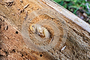 Stag Beetle Larvae