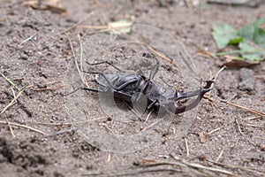 Stag beetle, lies legs up. Black specimen