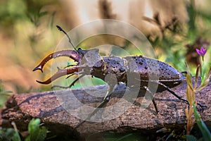 Stag Beetle on a log