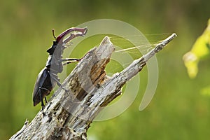 Stag beetle (Lucanus cervus).