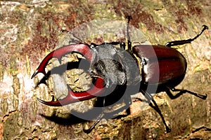 Stag beetle (Lucanus cervus)