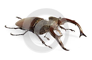 Stag beetle Lucanus cervus