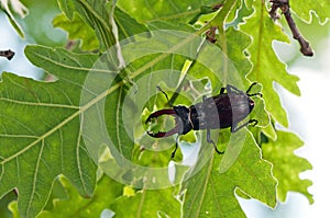 Stag Beetle (Lucanus cervus)