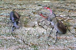 Stag beetle (Lucanus cervus) is a beetle native to Europe. Male and female on the trunk of an oak tree
