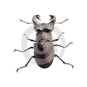 Stag-beetle Lucanus cervus closeup isolated