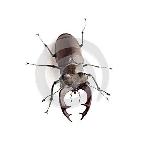 Stag-beetle Lucanus cervus closeup isolated on white background