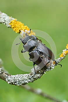 The stag beetle Lucanus cervus in Czech Republic