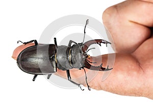 Stag beetle, Lucanus cervus, on a human finger isolated on white. Closeup, Top view