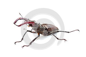 Stag beetle (Lucanus cervus) over white