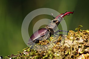 The stag beetle Lucanus cervus sitting in the moss. A large beetle sitting on a branch with moss in the evening light