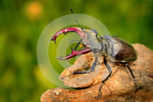 Stag Beetle (Lucanus cervus) on the tree