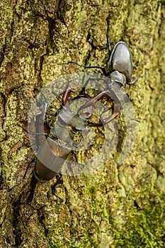 Stag Beetle Lucanus cervus on the tree branch.