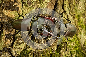 Stag Beetle Lucanus cervus on the tree branch.