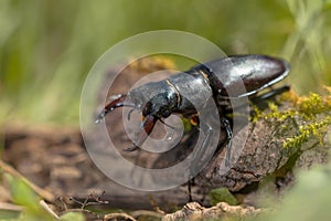 Stag Beetle (Lucanus cervus) Walking over a Log on the Forest Fl