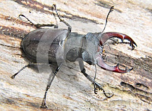 A stag beetle (Lucanus cervus) in the wild