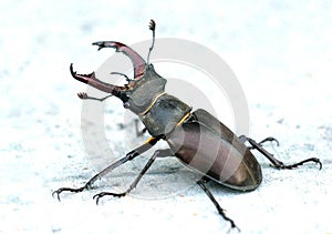A stag beetle (Lucanus cervus) in the wild
