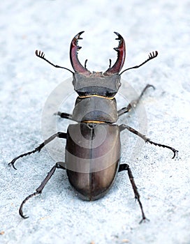 A stag beetle (Lucanus cervus) in the wild