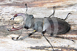 A stag beetle (Lucanus cervus) in the wild