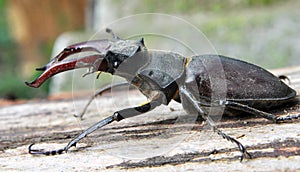 A stag beetle (Lucanus cervus) in the wild
