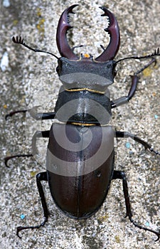 Stag beetle, male / Lucanus cervus