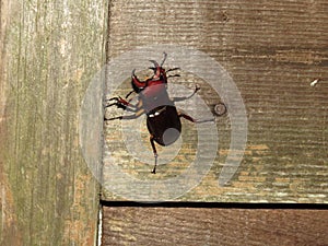 Stag Beetle in North Georgia Lucanus capreolus