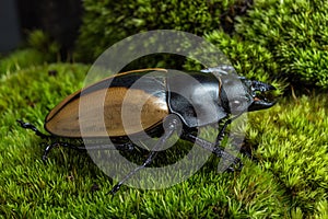 Stag Beetle (Odontolabis mouhoti ) Female