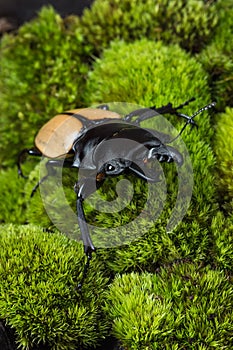 Stag Beetle (Odontolabis mouhoti ) Male