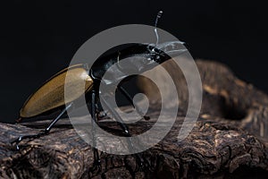 Stag Beetle (Odontolabis mouhoti ) Male
