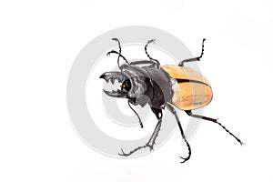 Stag Beetle (Odontolabis mouhoti ) Male